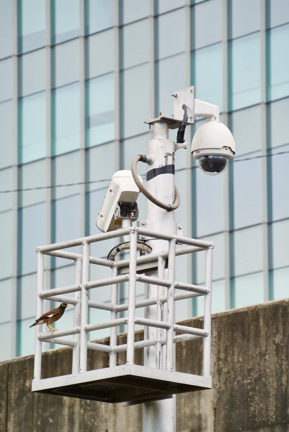 Advanced LiveView Tech security cameras installed on a monitoring pole